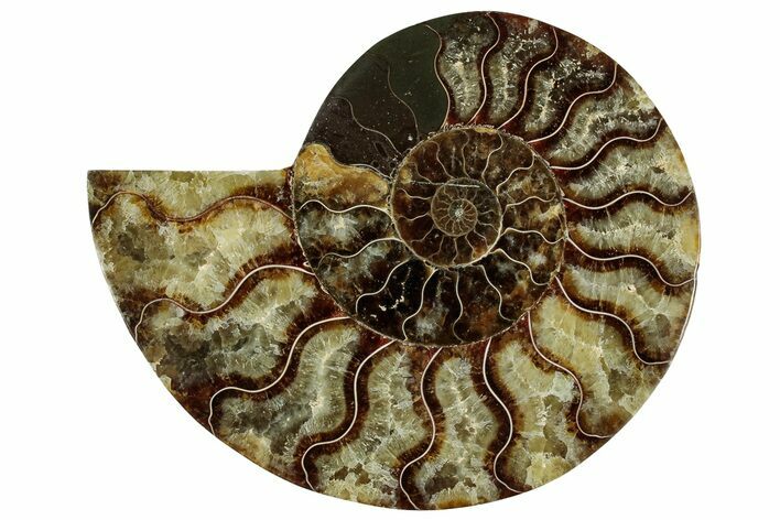 Cut & Polished Ammonite Fossil (Half) - Madagascar #329187